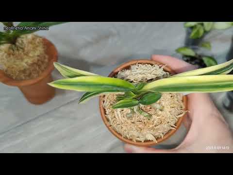 Видео: 💚Новички... неофинетии и хойи💚  Мои хойи: ундулата и мультифлора