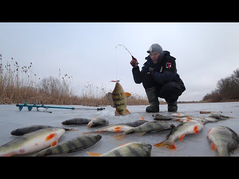 Видео: МОЙ БОЛТ КОСИТ РЫБУ ТОННАМИ. КРУПНЫЙ ОКУНЬ НА БОЛТ - ШЕСТЁРКА. Зимняя рыбалка в Астрахани со льда.