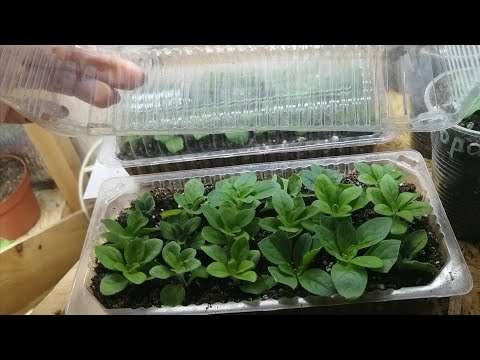 Видео: 25 СОВЕТОВ 👆👌КАК ЗИМОЙ НАЧЕРЕНКОВАТЬ ПЕТУНИЮ🌱🌱МНОГО И БЫСТРО