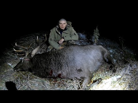 Видео: Охота с тепловизором IRAY SAIM SCT35 V2 на быка изюбря. Октябрь 2022