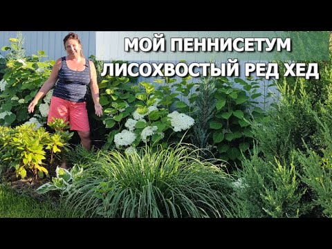 Видео: САМЫЙ ЭФФЕКТНЫЙ ЗЛАК: МОЙ ПЕННИСЕТУМ РЕД ХЕД | Пеннисетум лисохвостый Ред Хед