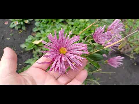 Видео: ШВАЧКА ЗАМУЧИЛА МОДЕЛЬ..