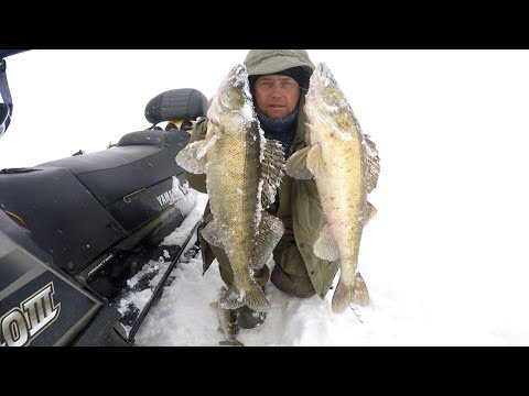 Видео: Ловля судака на Рыбинском водохранилище . Март 2018 .