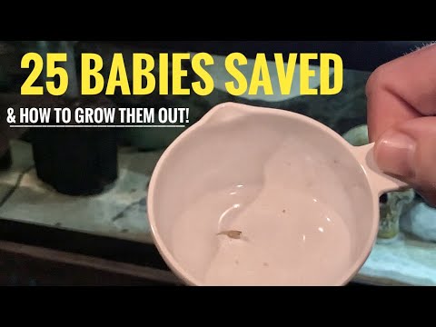 Видео: КАК: выловить и вырастить мальков африканских цихлид! | Советы и подсказки