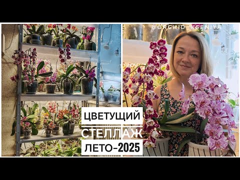 Видео: Цветение орхидей на стеллаже | ЛЕТО 2025 🌸 Бабочки, пелоры, трилипсы, бантики | Обзор