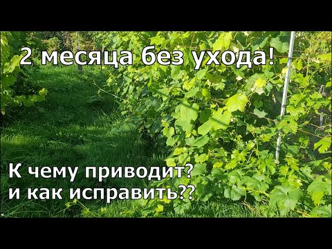 Видео: Виноград. Обрезка и формировка заросшего куста