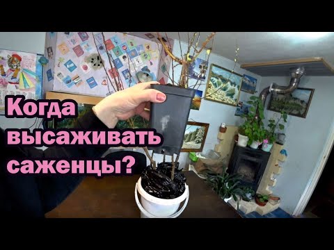 Видео: Пришли саженцы, что делать дальше?