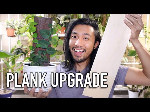 Видео: Улучшение планки для моей Rhaphidophora Hayi