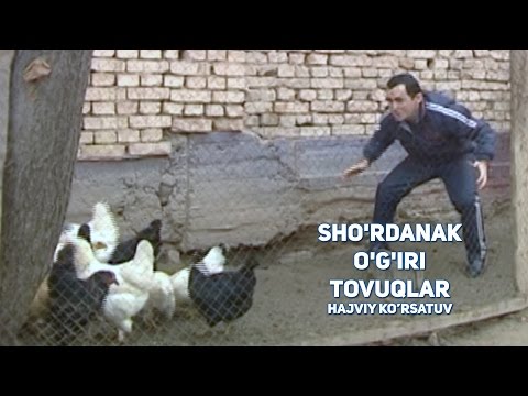 Видео: Sho'rdanak - O'gri tovuqlar | Шурданак - Угри товуклар (hajviy ko'rsatuv)