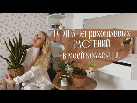 Видео: Топ неприхотливых комнатных растений в моей коллекции 🪴💚