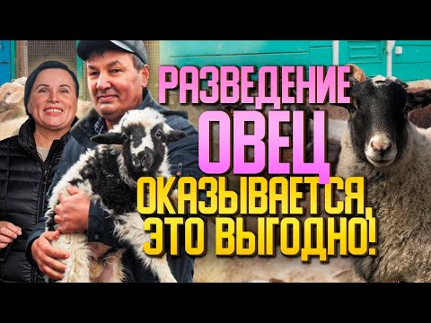 Видео: Романовские овцы - в чем отличительные преимущества породы?