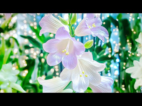 Видео: Самая красивая мелодия в мире 2025 🌿 Устраняет стресс, беспокойство и успокаивает разум.