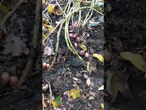 Видео: Сарпо Міра 4 лтстопада( початок)