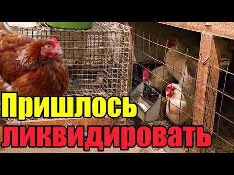 Видео: Прибираться легко》Ностальгический пирог》Собаки социопаты