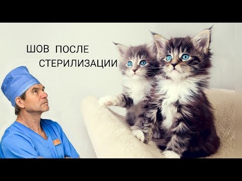 Видео: ШОВ ПОСЛЕ СТЕРИЛИЗАЦИИ