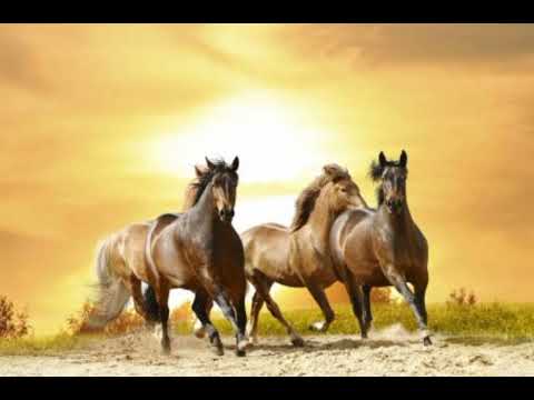 Видео: Соғыстан туған еліне қайтқан Қозыкүрең (аудиокітап)