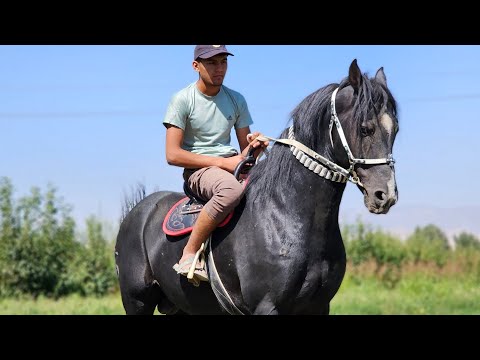Видео: Аваздын аттары чыкты