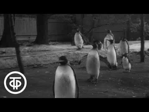 Видео: Ребята и зверята (1972)