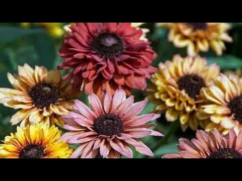 Видео: Насіння треба? 🥰 Я знаю де купити! Розпаковка! 07.11.2025