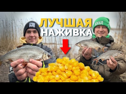Видео: 🛑 СЕКРЕТ на ПЛОТВУ❗️Вся РЫБА 👉 ТУТ!  Море ПЛОТВЫ на фидер 🤯 Ключ к успеху Рыбалка 2024