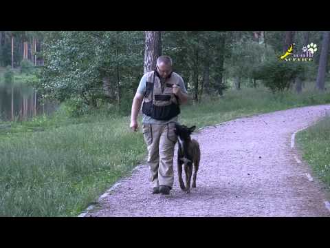 Видео: Команда рядом, метод наведения кормом