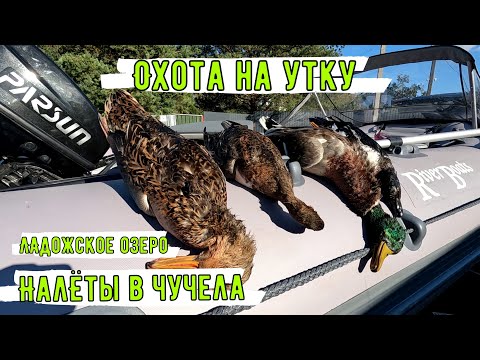 Видео: ОХОТА на УТКУ с чучелами.Скрадок на ЛОДКЕ.Налёты.