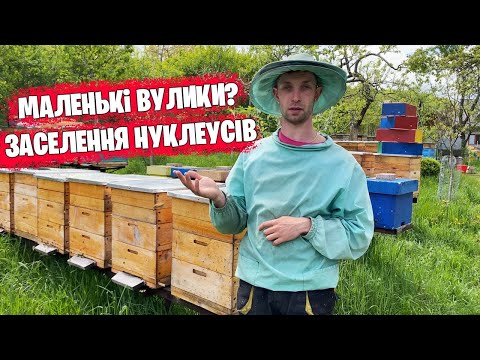 Видео: Все про МАЛЕНЬКІ ВУЛИКИ🐝 /  Підготвка до заселення нуклеусів