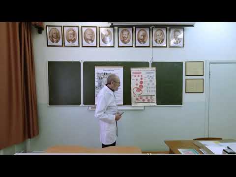 Видео: Мужская половая система. Гистофизиология