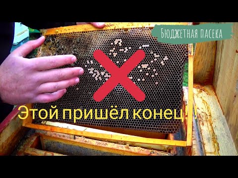 Видео: О гибели пчёл подсказывала осень! Потеря пчел на пасеке.