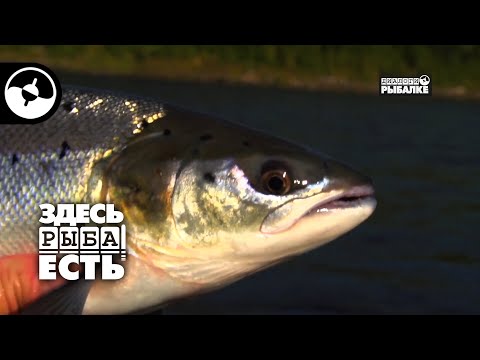 Видео: Сёмга. Кольский. Река Поной | Здесь рыба есть ©