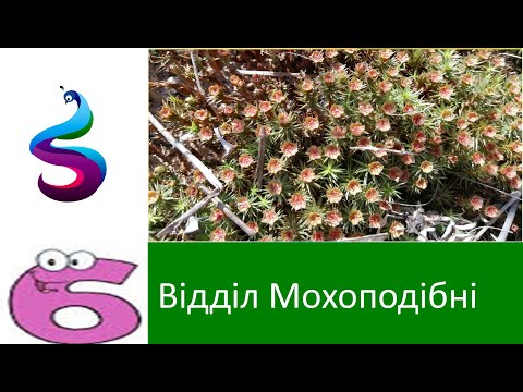 Видео: Відділ Мохоподібні