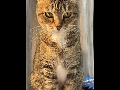 Видео: Лекция№10/Поверхности 2-го порядка. Матрицы/ Баскаков А.В.