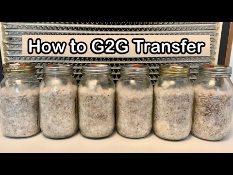 Видео: Как размножить грибной мицелий | Пересадка из зерна в зерно