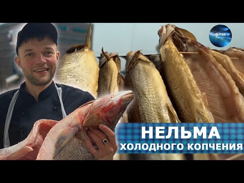 Видео: Нельма. Подготовка и холодное копчение. ФАВ Пищевое оборудование.