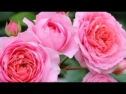 Видео: КОРМИТЬ РОЗЫ, КОГДА ПОСАДИЛИ ИЛИ НЕТ?