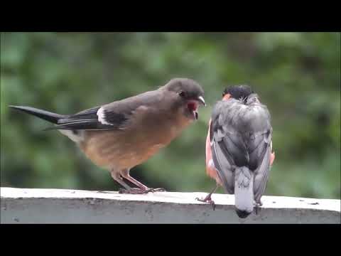 Видео: Спаси, Владычице, Святую Русь спаси!