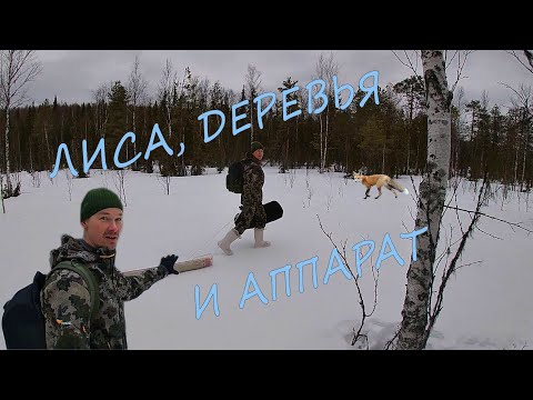 Видео: День 39. Знакомство с лисой. Поворачивающиеся деревья. Тащим линолеум в лес. Тестируем аппарат.