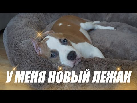 Видео: Лежак для Ярса и новые игрушки