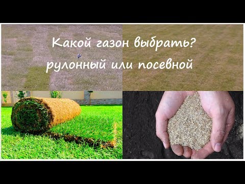 Видео: Рулонный или посевной? Какой газон выбрать?