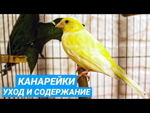 Видео: Канарейки - уход и содержание