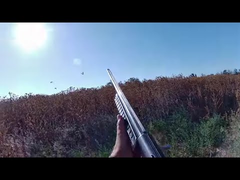 Видео: Отличное открытие на куропатку
