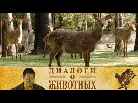 Видео: Новосибирский зоопарк. 7-я серия // Диалоги о животных @SMOTRIM_KULTURA