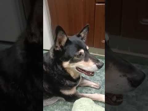 Видео: Вот так всегда собираемся на улицу🤔