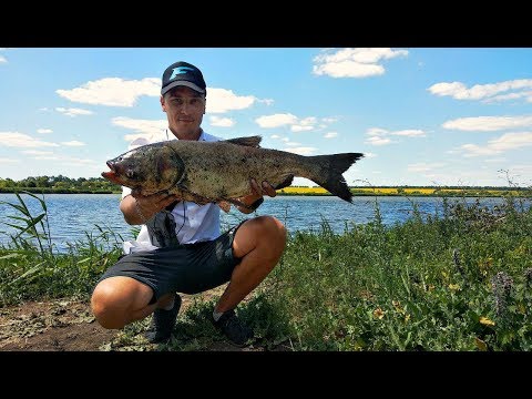 Видео: Ловля ТОЛСТОЛОБА на поплавок + технопланктон. Рыбалка с ночёвкой!