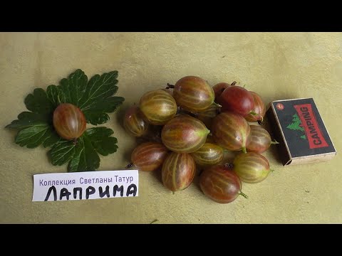 Видео: ЛАПРИМА . Шикарная новинка 2023 года. Крыжовник для сладкоежек. / Коллекция Светланы Татур.