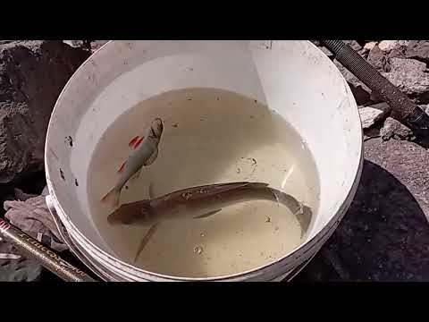 Видео: Рыбалка.Темиртау.Самаркандское водохранилище.2024