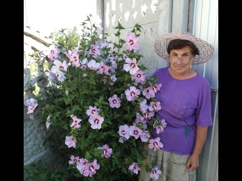 Видео: Сирийский гибискус - мои секреты ухода