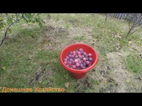 Видео: Поздние сливы в саду Железова