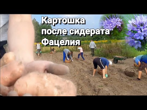 Видео: Сидерат Фацелия! Урожай Картошки После Пересева Огорода Культурой. Отличный Результат! Фацелия!