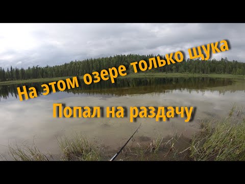 Видео: Дикая щука на таежном озере.Рыбалка .